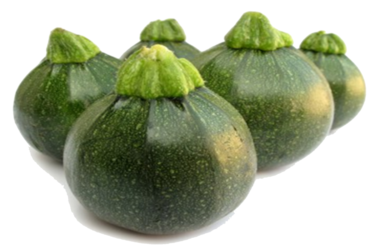 ROUND ZUCCHINI Fresh European Cargo