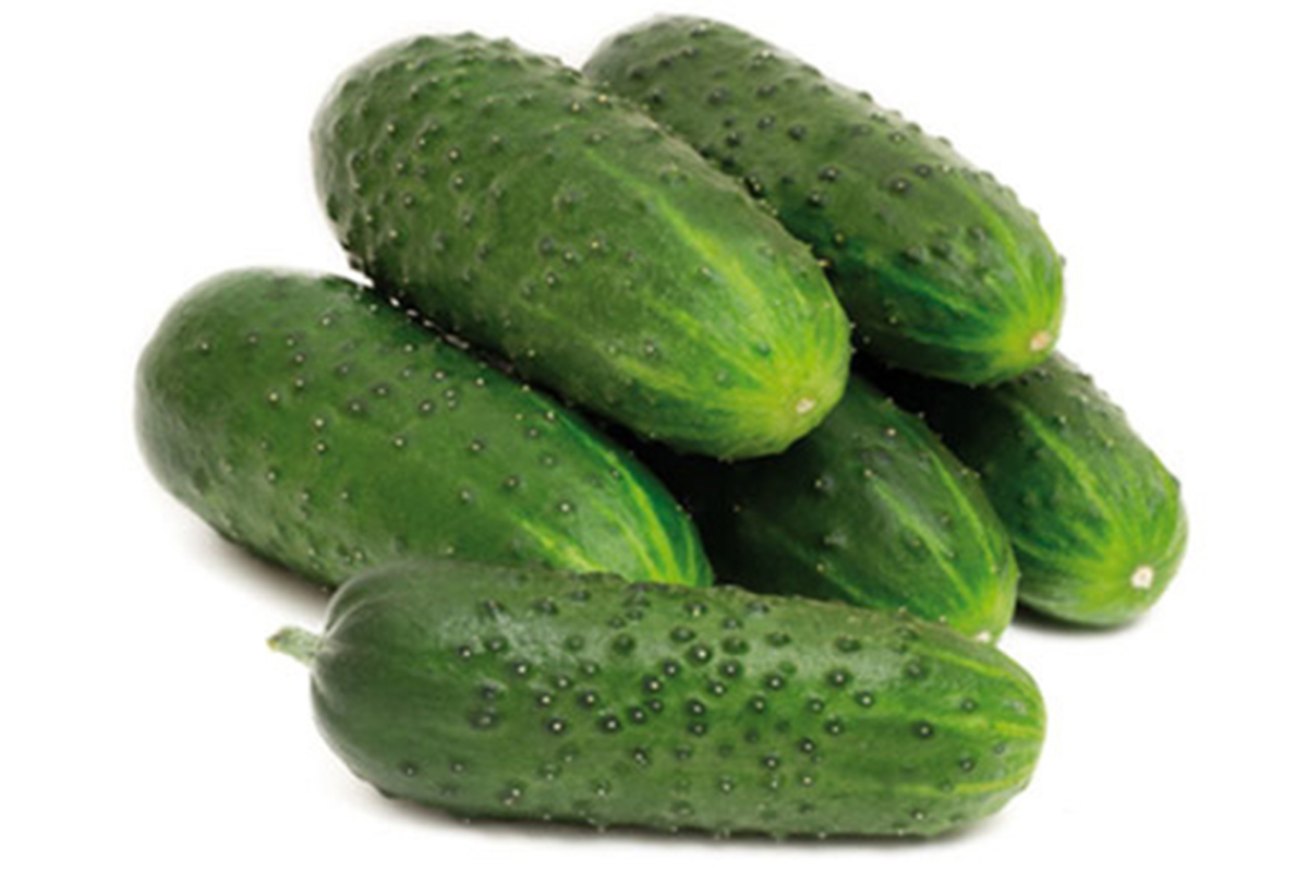 SHORT CUCUMBER OR SPANISH TYPE Fresh European Cargo